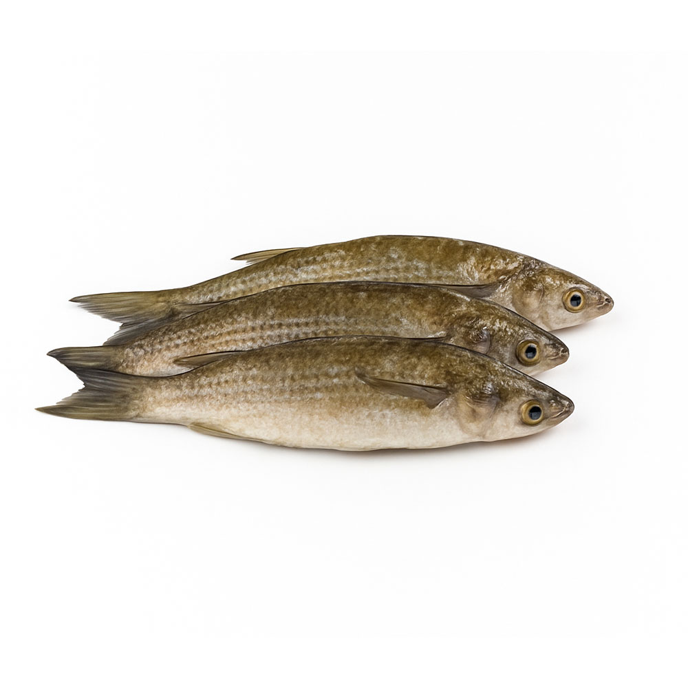 Mullet Fish