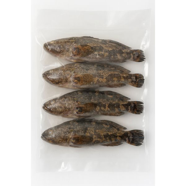 Marble Sleeper Goby Fish