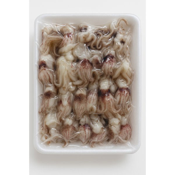 Loligo Squid Tentacles