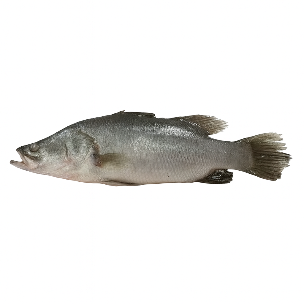 Barramundi Whole
