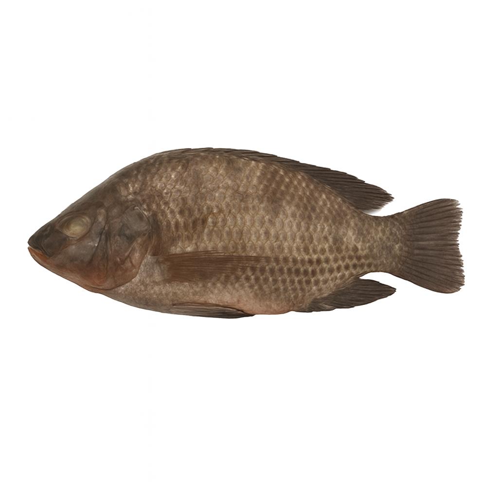 Tilapia Whole